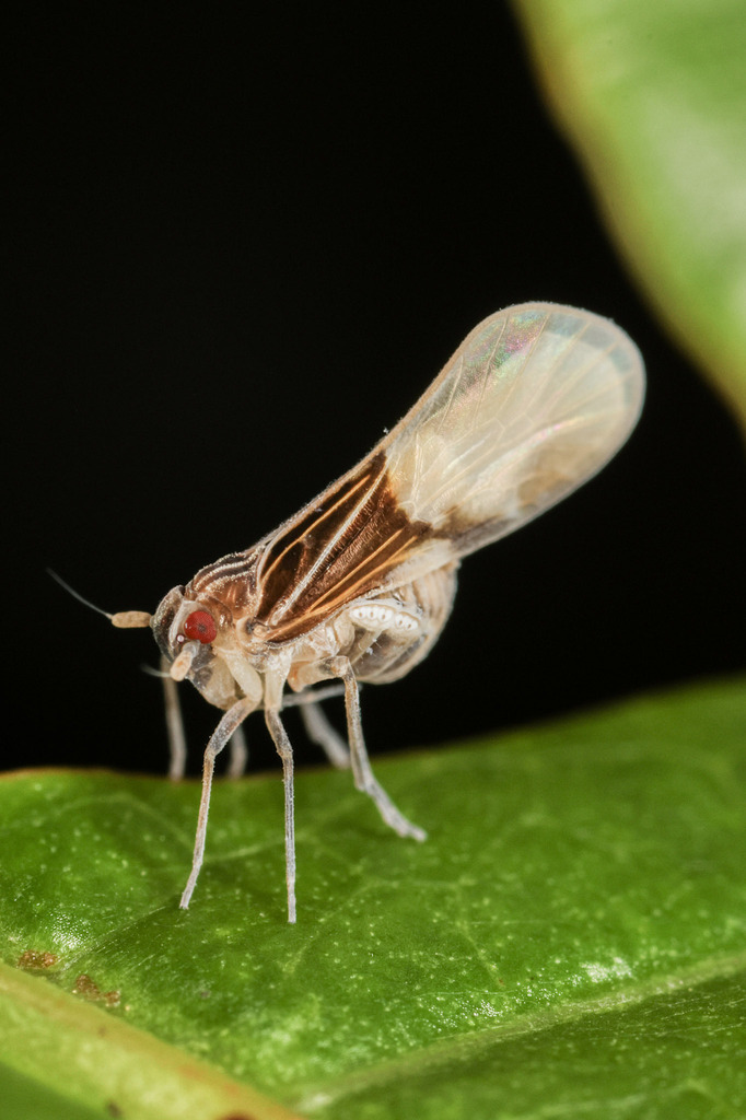 Bennarella bicoloripennis