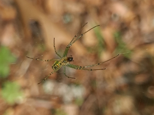 Garten-Radnetzspinne