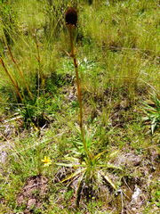 Eryngium weberbaueri