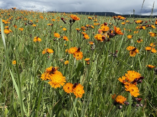 orange hawkweed