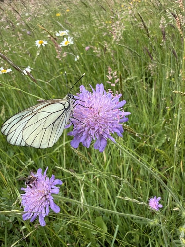 Black-veined White