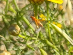 Rhagonycha nigritarsis