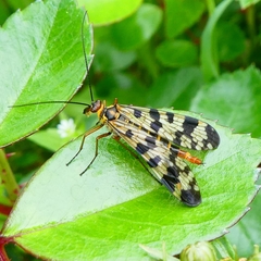 Panorpa meridionalis