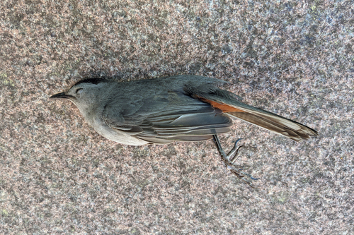 Gray Catbird