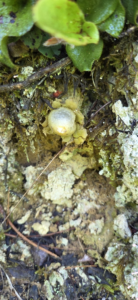 Collared Calostoma