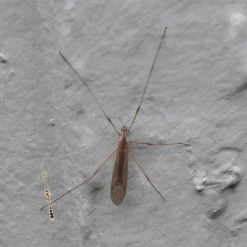 Crane fly photo 4
