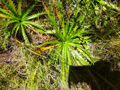 Eryngium weberbaueri