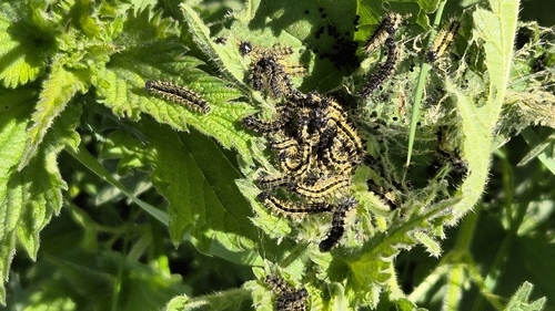 Small tortoiseshell