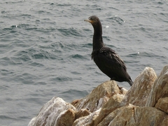 Nannopterum brasilianum