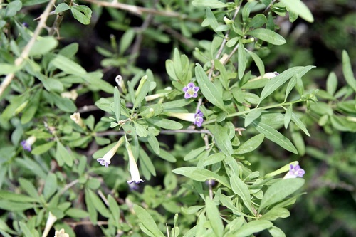 Lycium oxycarpum, photograph 3