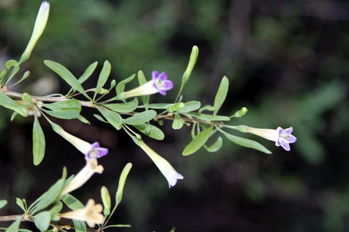 Lycium oxycarpum, photograph 4