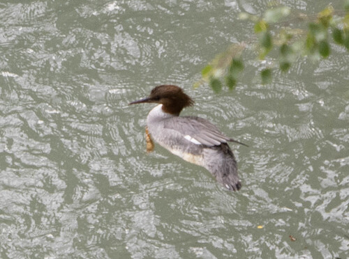 Gänsesäger