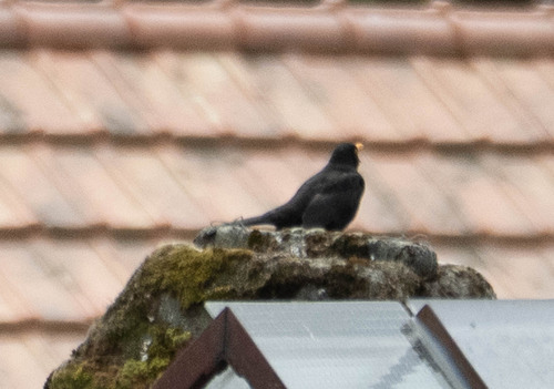 Amsel