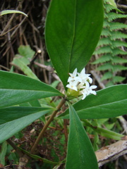 Daphne papyracea