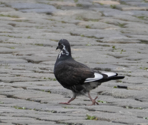 Haustaube