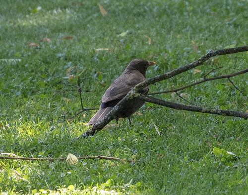 Amsel