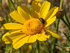 Rhagonycha nigritarsis
