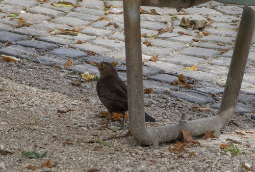 Amsel