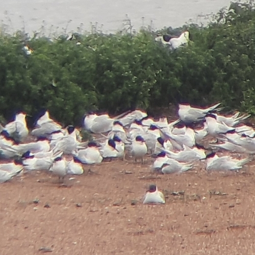 iNaturalist image
