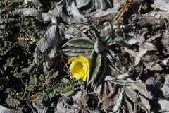 Potentilla leonina