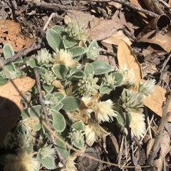 Gomphrena caespitosa