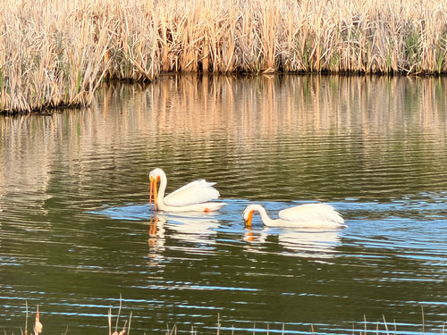 American White Pelican photographed in Colorado