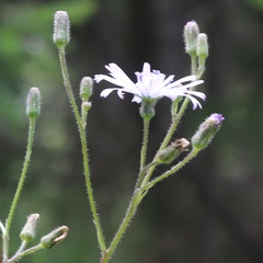Cicerbita macrophylla uralensis