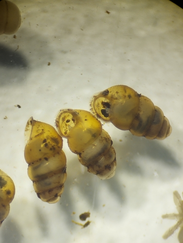 Gastrocopta servilis observed 2026-03-12