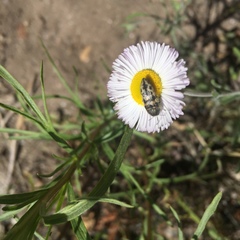 Acmaeodera bowditchi