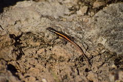 Sceloporus smithi