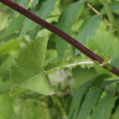 Cicerbita macrophylla uralensis