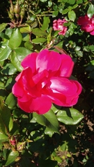 Rosa