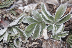 Potentilla leonina