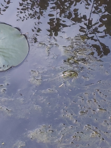 Wasserfrösche