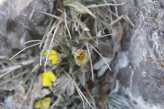 Potentilla leonina