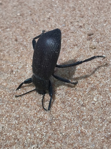 Obscure darkling beetle