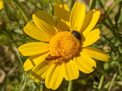 Rhagonycha nigritarsis
