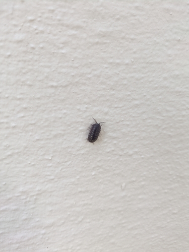 Granulated Pill Woodlouse