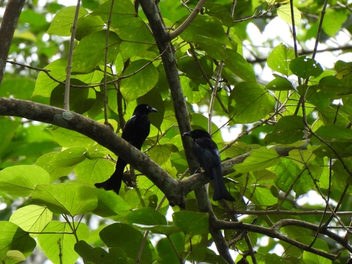 Dicrurus hottentottus