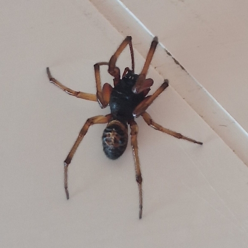 Noble False Widow