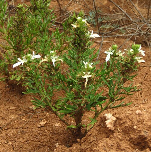 Teucrium laciniatum