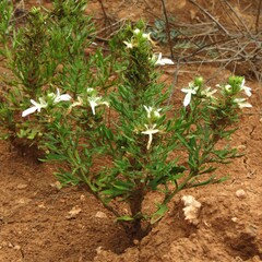 Teucrium laciniatum