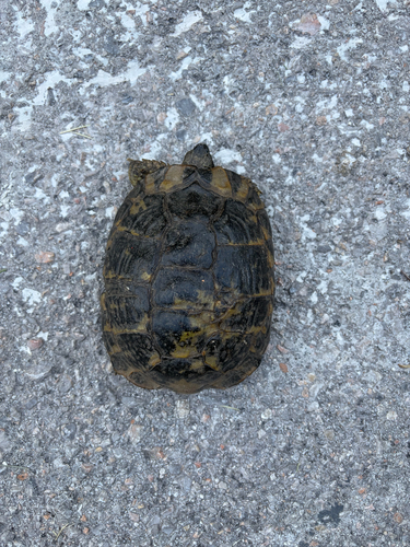 Hermann's Tortoise