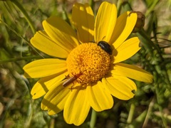Rhagonycha nigritarsis