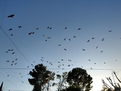 Cathartes aura