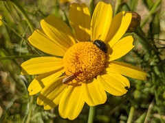 Rhagonycha nigritarsis