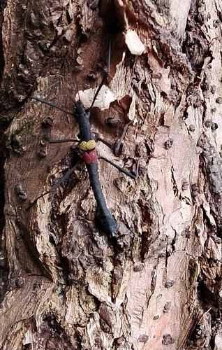 Pseudophasma subapterum