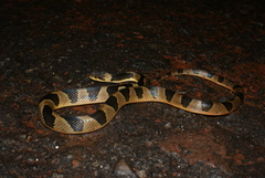 Leptodeira maculata