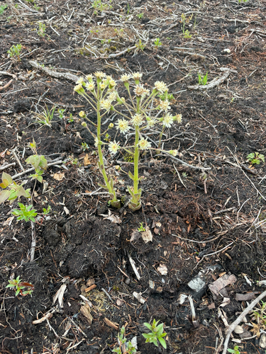 Arctic Butterbur