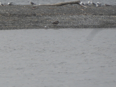 Chroicocephalus philadelphia